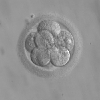 Embryo 8 cells