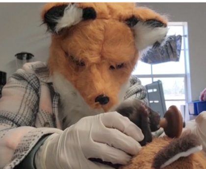 vet wearing a fox head feeding a fox kit