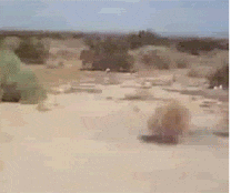 GIF animation of a desert scene with tumbleweed blowing across