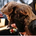 Close up image of a groundhog being held in somebody's arms