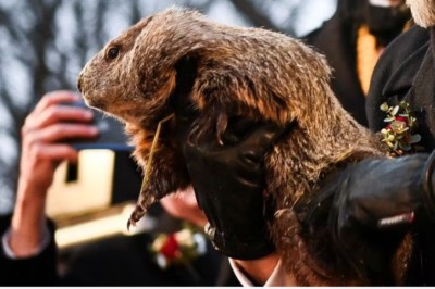 Close up image of a groundhog being held in somebody's arms