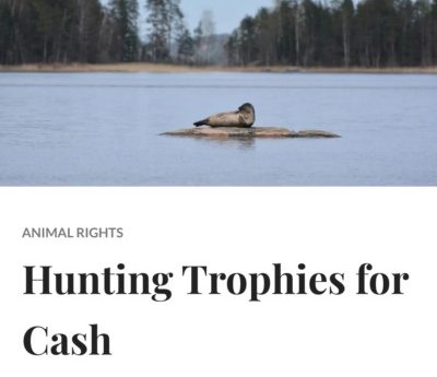 Screen shot of header for an article in Country Squire. Image of a seal on a small island with a beach and trees in the background. Text below: Hunting Trophies for Cash