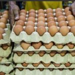 Large trays of eggs stacked