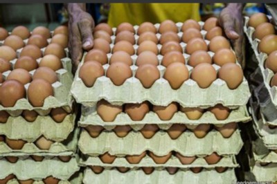 Large trays of eggs stacked