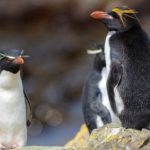 Macaroni penguins with distinctive yellow favours above their eyes and continuing around the sides of their heads.