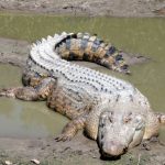 Saltwater crocodile in shallow water