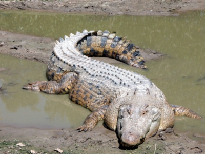 Saltwater crocodile in shallow water